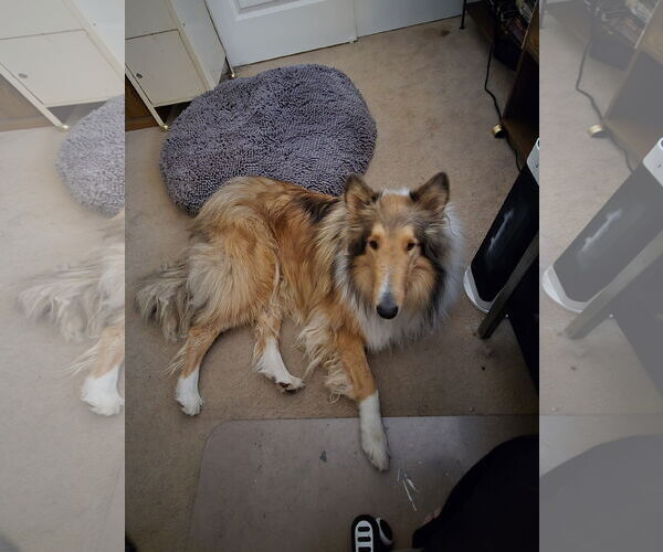 Medium Photo #1 Collie Puppy For Sale in Pueblo West, CO, USA