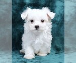 Small #3 Maltese