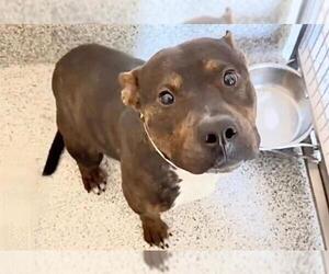 MIKEY - Male Plott Hound-Unknown Mix Dog for Adoption - Photo #2
