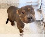 Small #1 Plott Hound Mix