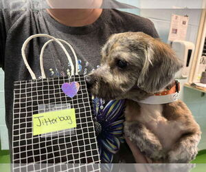 Shih-Poo Dogs for adoption in Rustburg, VA, USA