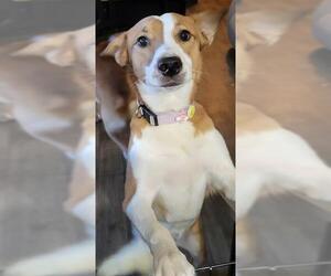 Collie-Unknown Mix Dogs for adoption in Las Vegas, NV, USA