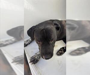 Labrador Retriever Dogs for adoption in Houston, TX, USA