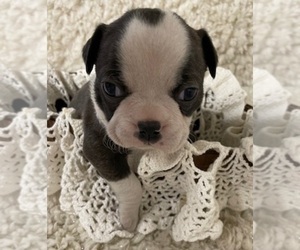 Boston Terrier Puppy for sale in CRKD RVR RNCH, OR, USA