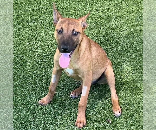 Medium Photo #10 Chihuahua-Unknown Mix Puppy For Sale in San Diego, CA, USA