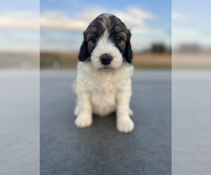 Saint Berdoodle Puppy for sale in CUNNINGHAM, KY, USA