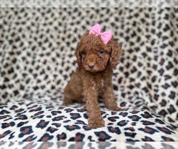 Medium Photo #6 Cockapoo (Miniature) Puppy For Sale in LAKELAND, FL, USA