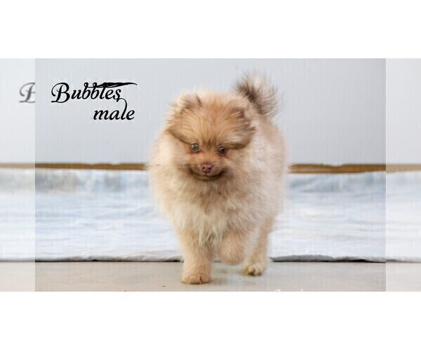 Medium Photo #3 Pomeranian Puppy For Sale in CLARE, MI, USA