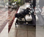 Small Photo #5 Great Dane Puppy For Sale in Bullard, TX, USA