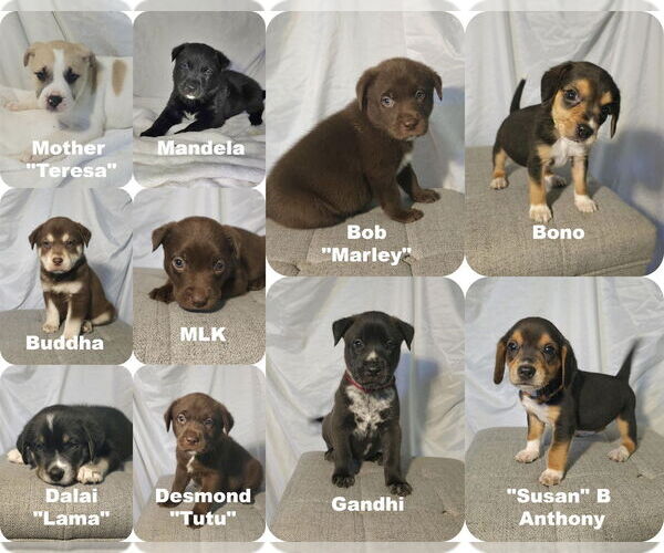 Medium Photo #9 Huskies -Labrador Retriever Mix Puppy For Sale in Raleigh, NC, USA