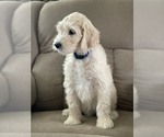 Small Photo #22 Goldendoodle Puppy For Sale in CITRUS HEIGHTS, CA, USA