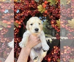 Puppy Cobalt Golden Retriever