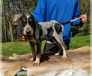 Bluetick Coonhound Puppy for sale in STOKESDALE, NC, USA