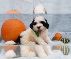 Bernedoodle Puppy for sale in LANCASTER, PA, USA