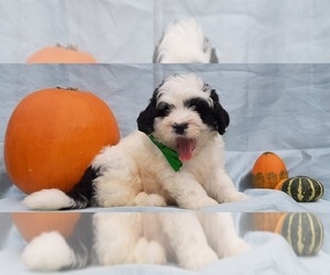 Medium Bernedoodle