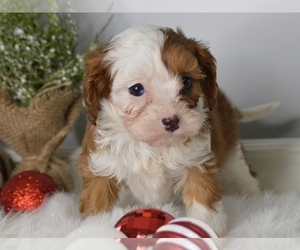 Cavapoo Puppy for sale in PROVIDENCE, RI, USA