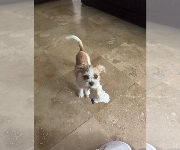 Medium Photo #1 Mutt Puppy For Sale in Valrico, FL, USA