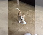 Small Mutt