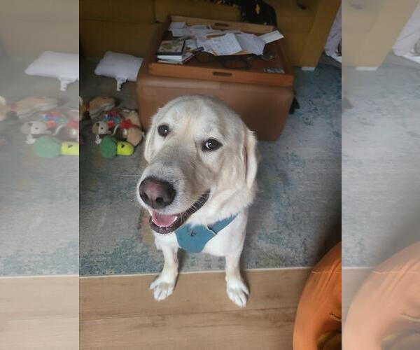 Medium Photo #4 Great Pyrenees-Unknown Mix Puppy For Sale in Bend, OR, USA