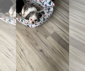 Mother of the Shih Tzu puppies born on 12/12/2025