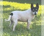 Small #4 Chihuahua Mix
