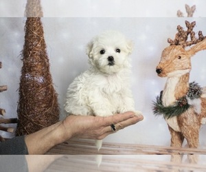 Maltese Puppy for sale in WARSAW, IN, USA