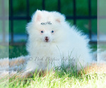 Small Photo #30 Pomeranian Puppy For Sale in WARSAW, IN, USA