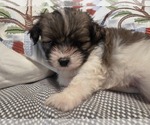 Small #3 Maltipom
