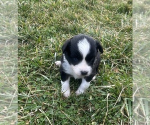 Australian Shepherd Puppy for sale in SPRING HILL, TN, USA