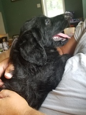 Labradoodle Puppy for sale in CLARKRIDGE, AR, USA