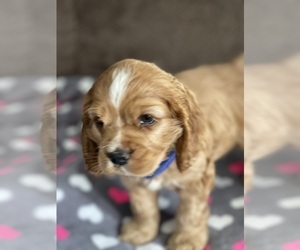 Medium Cocker Spaniel