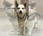 Small German Shepherd Dog Mix