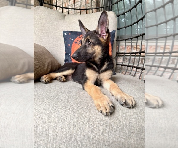 Medium Photo #3 German Shepherd Dog Puppy For Sale in GREENFIELD, IN, USA
