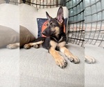 Small #2 German Shepherd Dog
