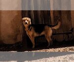 Small #1 Mutt