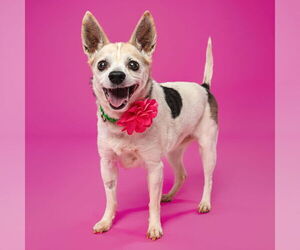 Mutt Dogs for adoption in Fargo, ND, USA
