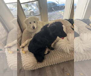 AERO - Male Labrador Retriever-Unknown Mix Dog for Adoption - Photo #3