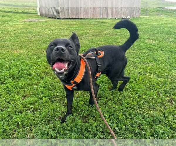 Medium Photo #4 Mutt Puppy For Sale in Abbeville, LA, USA