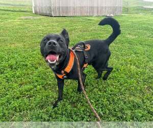 Ronnie - Male Mutt Dog for Adoption - Photo #4