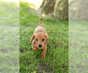 Medium Dachshund