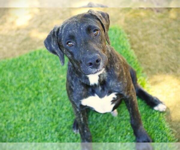 Medium Photo #2 Plott Hound-Unknown Mix Puppy For Sale in Tallahassee, FL, USA