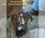 Small #21 American Pit Bull Terrier