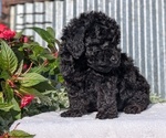Small Photo #26 Poodle (Toy) Puppy For Sale in GOSHEN, IN, USA