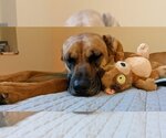 Small Photo #6 Black Mouth Cur-Greyhound Mix Puppy For Sale in Minneapolis, MN, USA