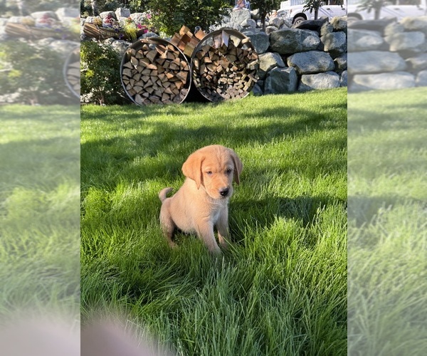 Medium Photo #1 Golden Labrador Puppy For Sale in STANWOOD, WA, USA