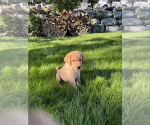 Golden Labrador Puppy for Sale in STANWOOD, Washington USA