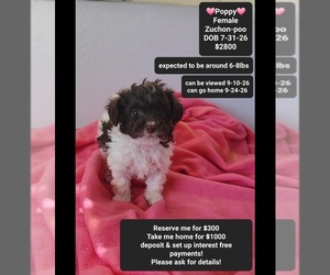 Poodle (Toy)-Zuchon Mix Puppy for sale in TUCSON, AZ, USA