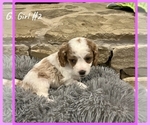 Small Photo #16 Cavapoo Puppy For Sale in EL RENO, OK, USA