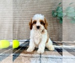Small #4 Cavapoo (Miniature)
