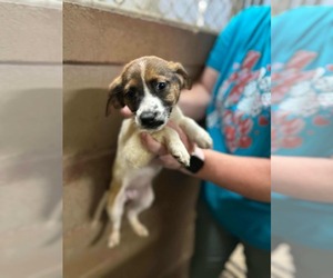 Beagle-Unknown Mix Dogs for adoption in SHERBURNE, NY, USA